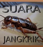 Suara Jangkrik Singkat